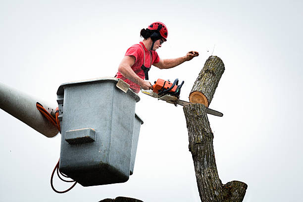 Best Stump Grinding and Removal  in USA